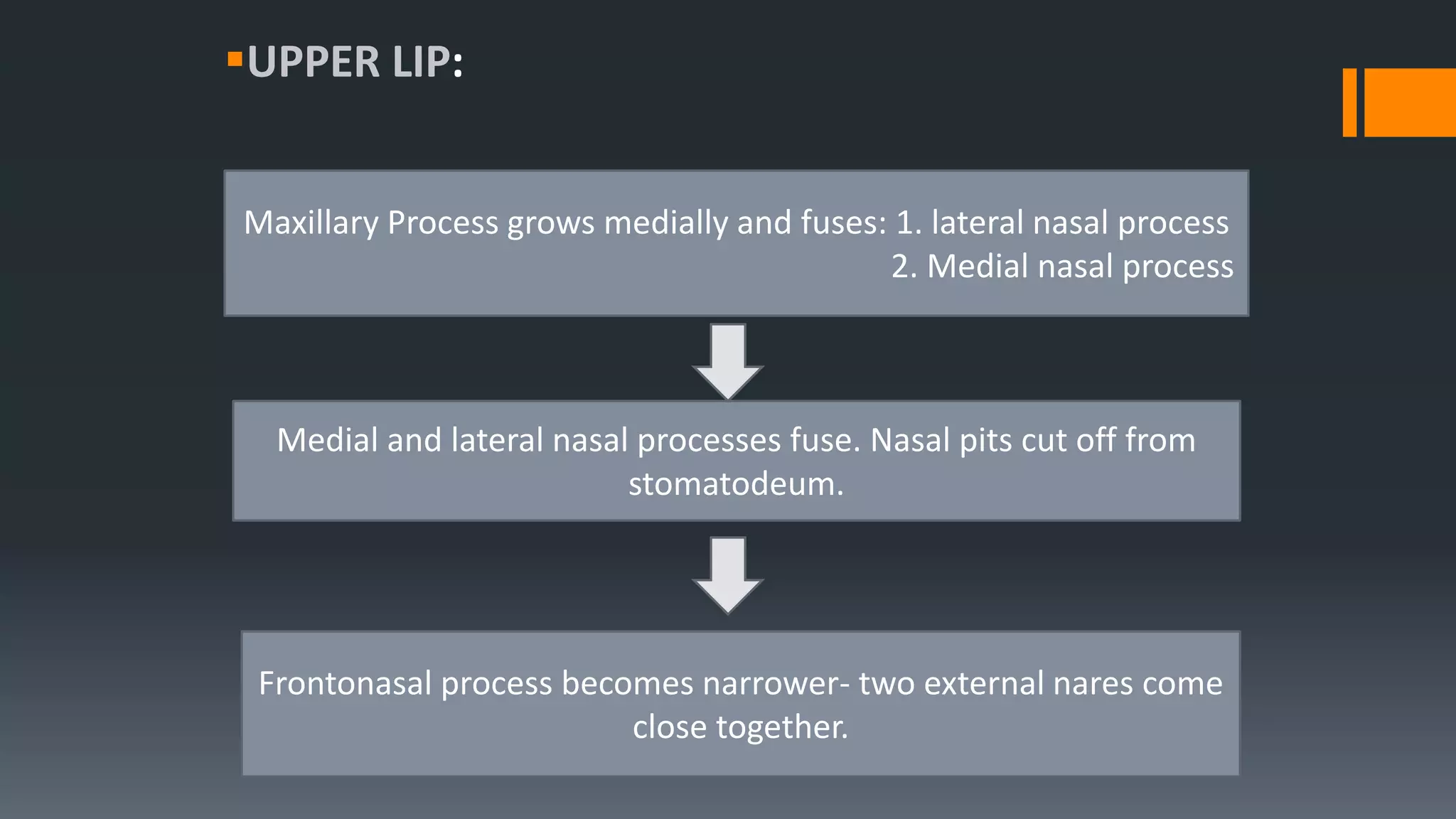 UPPER LIP:
Maxillary Process grows medially and fuses: 1. lateral nasal process
2. Medial nasal process
Medial and lateral nasal processes fuse. Nasal pits cut off from
stomatodeum.
Frontonasal process becomes narrower- two external nares come
close together.
 