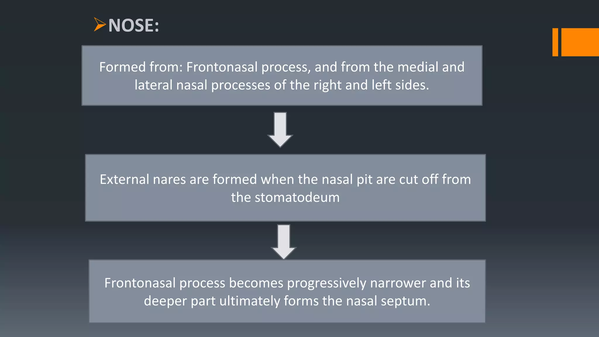 NOSE:
Formed from: Frontonasal process, and from the medial and
lateral nasal processes of the right and left sides.
External nares are formed when the nasal pit are cut off from
the stomatodeum
Frontonasal process becomes progressively narrower and its
deeper part ultimately forms the nasal septum.
 