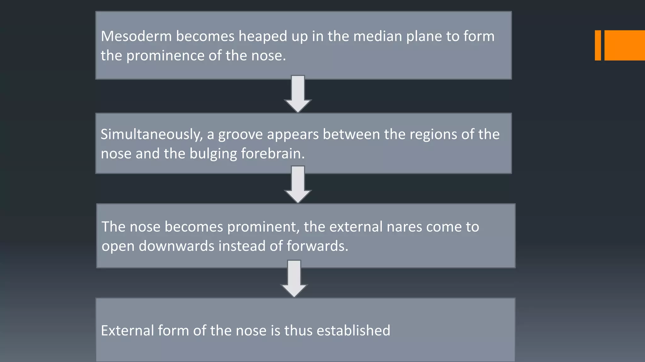 Simultaneously, a groove appears between the regions of the
nose and the bulging forebrain.
Mesoderm becomes heaped up in the median plane to form
the prominence of the nose.
The nose becomes prominent, the external nares come to
open downwards instead of forwards.
External form of the nose is thus established
 