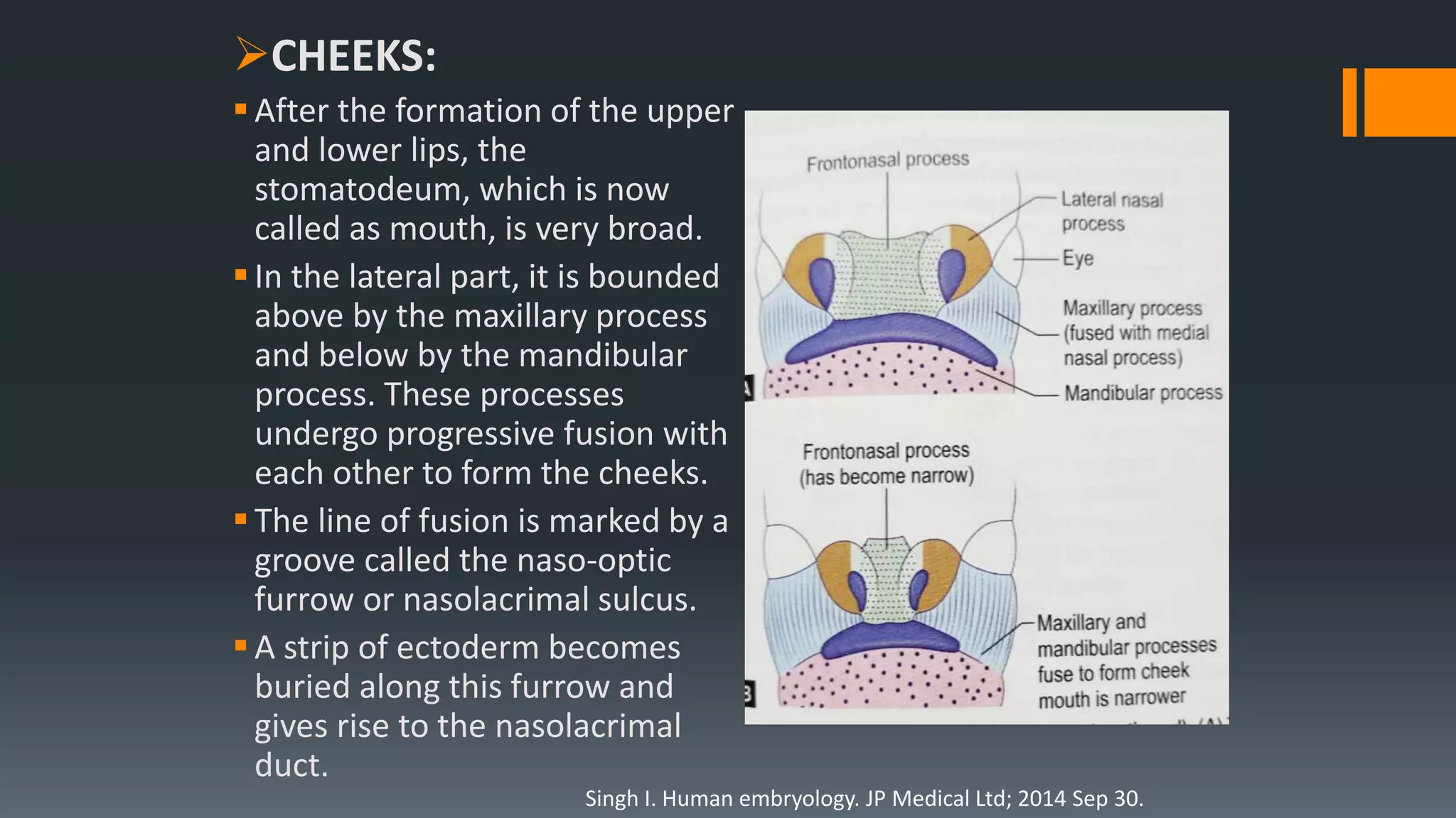 CHEEKS:
After the formation of the upper
and lower lips, the
stomatodeum, which is now
called as mouth, is very broad.
In the lateral part, it is bounded
above by the maxillary process
and below by the mandibular
process. These processes
undergo progressive fusion with
each other to form the cheeks.
The line of fusion is marked by a
groove called the naso-optic
furrow or nasolacrimal sulcus.
A strip of ectoderm becomes
buried along this furrow and
gives rise to the nasolacrimal
duct.
Singh I. Human embryology. JP Medical Ltd; 2014 Sep 30.
 