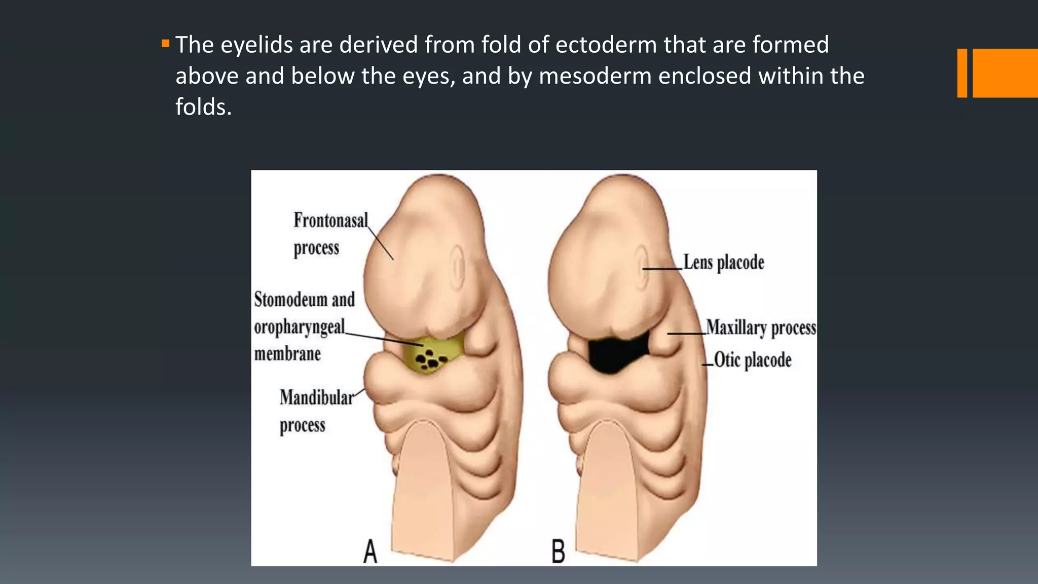 The eyelids are derived from fold of ectoderm that are formed
above and below the eyes, and by mesoderm enclosed within the
folds.
 