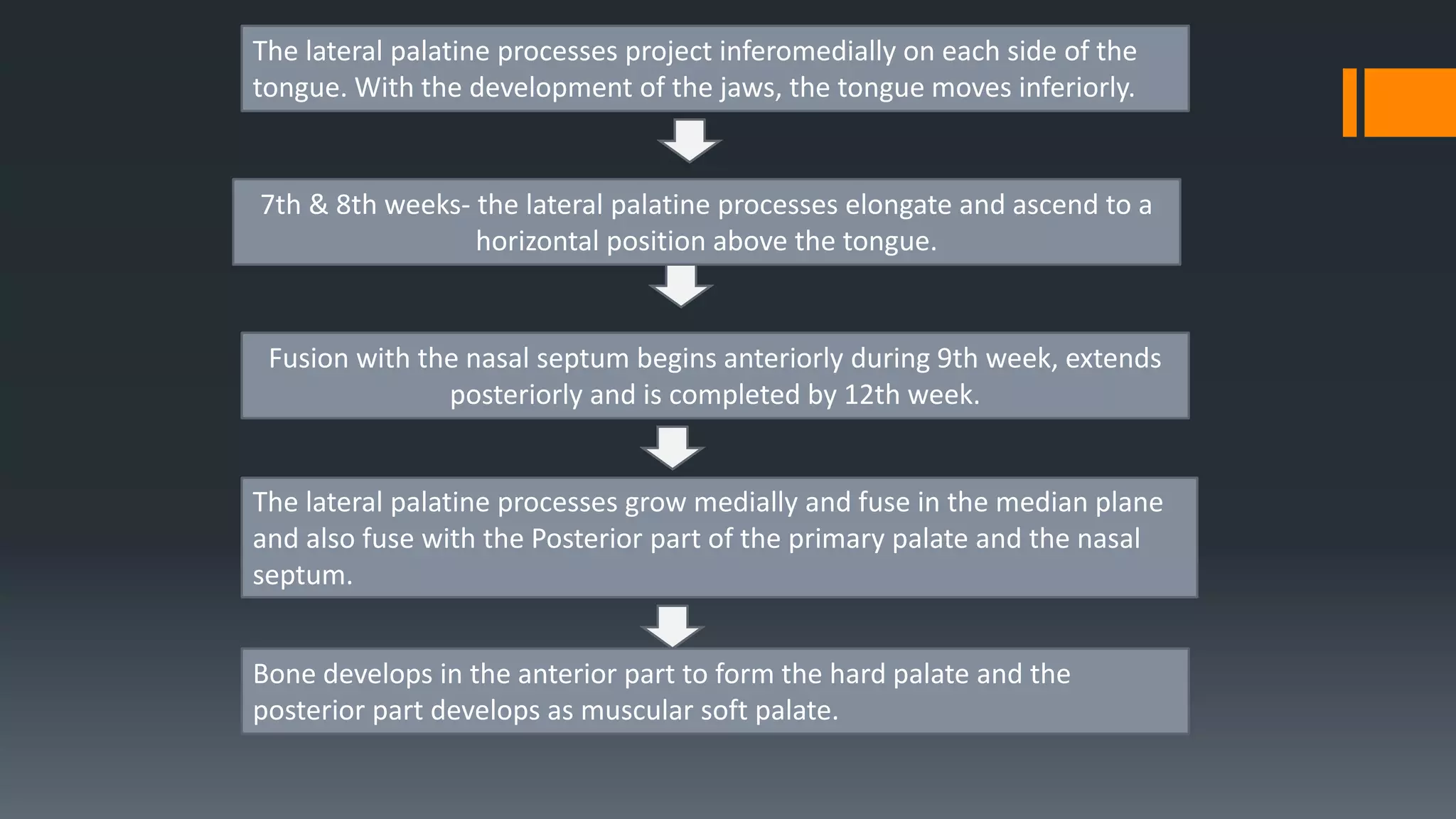 7th & 8th weeks- the lateral palatine processes elongate and ascend to a
horizontal position above the tongue.
The lateral palatine processes project inferomedially on each side of the
tongue. With the development of the jaws, the tongue moves inferiorly.
The lateral palatine processes grow medially and fuse in the median plane
and also fuse with the Posterior part of the primary palate and the nasal
septum.
Fusion with the nasal septum begins anteriorly during 9th week, extends
posteriorly and is completed by 12th week.
Bone develops in the anterior part to form the hard palate and the
posterior part develops as muscular soft palate.
 