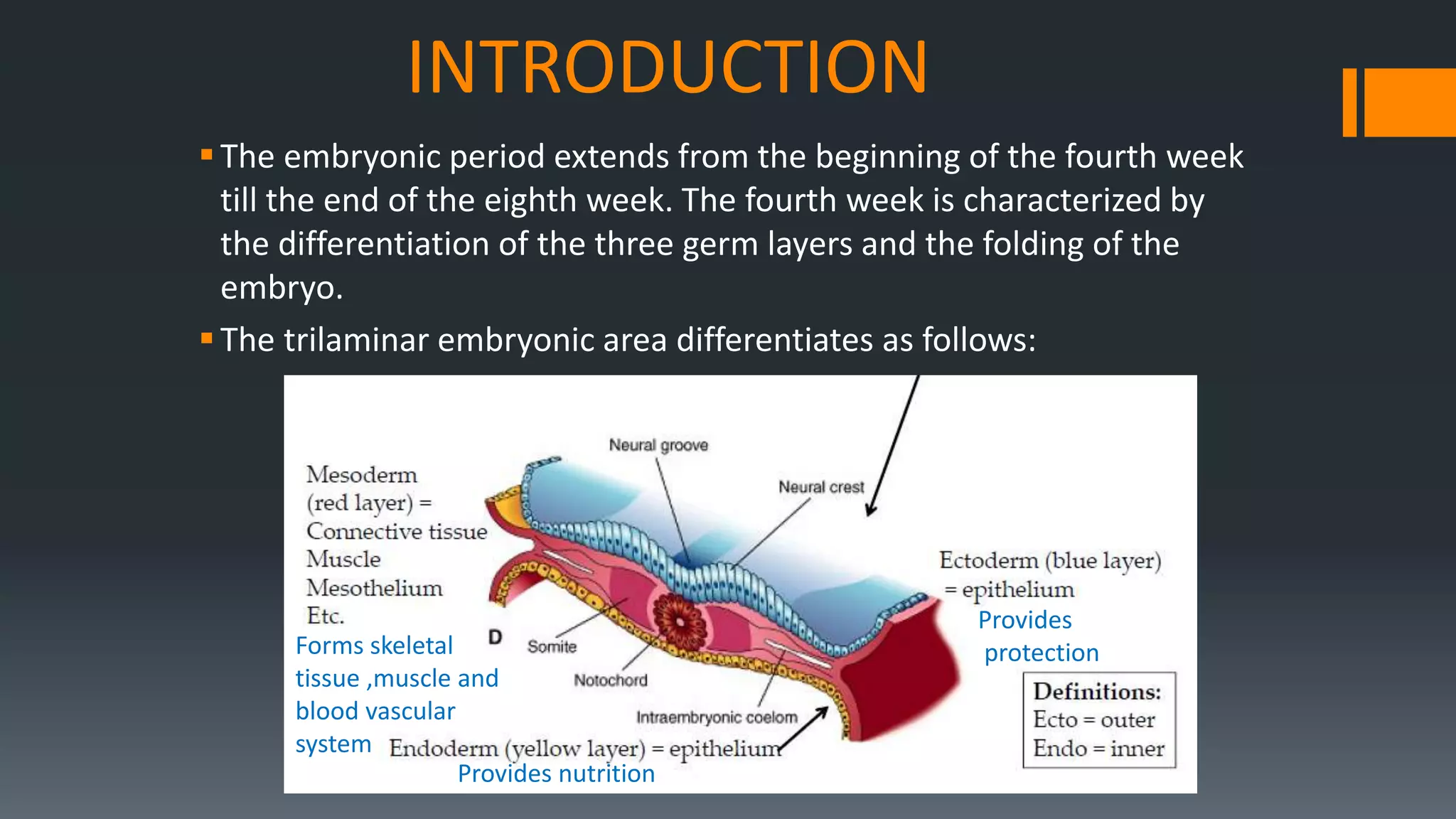 INTRODUCTION
The embryonic period extends from the beginning of the fourth week
till the end of the eighth week. The fourth week is characterized by
the differentiation of the three germ layers and the folding of the
embryo.
The trilaminar embryonic area differentiates as follows:
Provides
protection
Provides nutrition
Forms skeletal
tissue ,muscle and
blood vascular
system
 