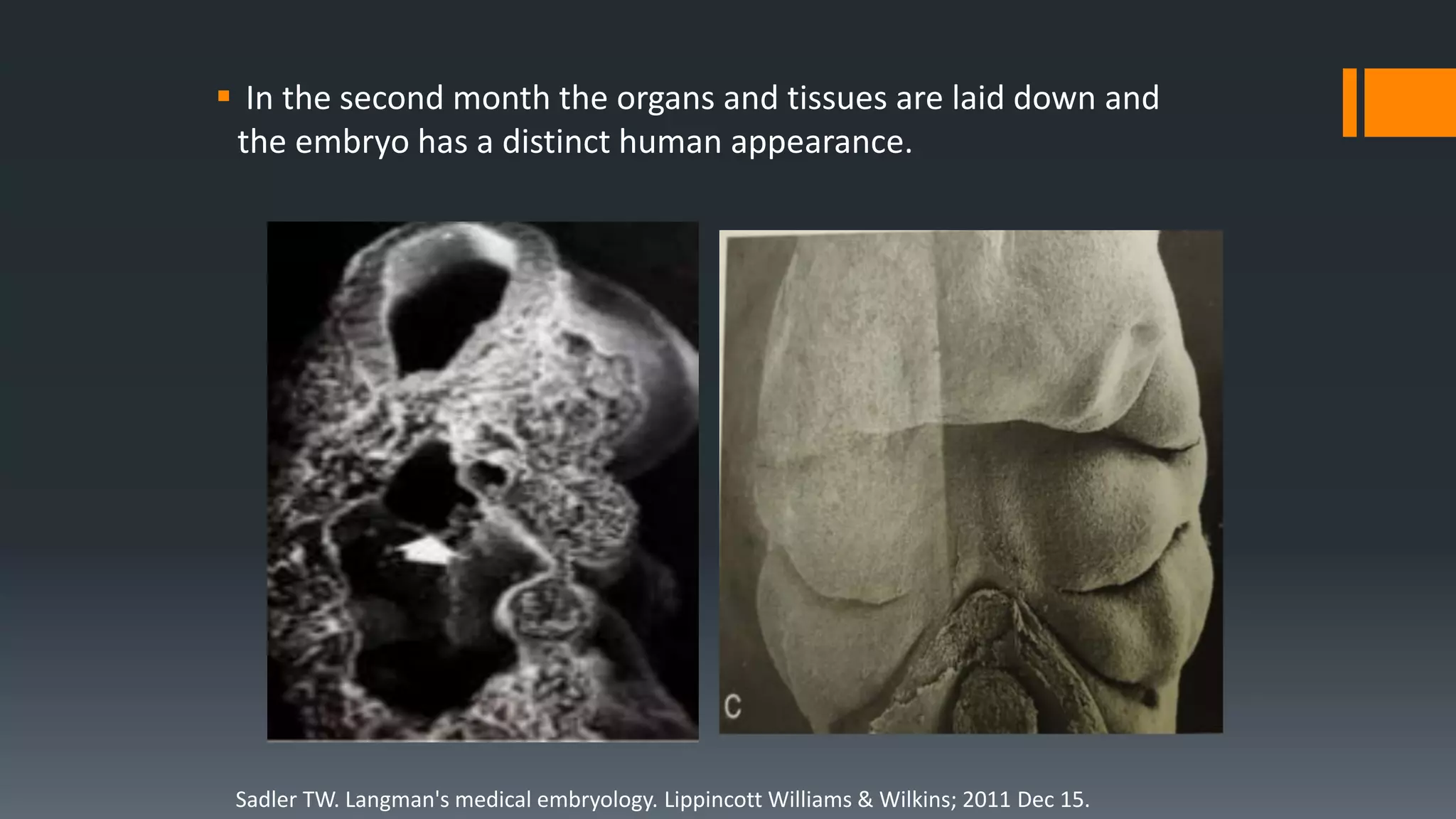  In the second month the organs and tissues are laid down and
the embryo has a distinct human appearance.
Sadler TW. Langman's medical embryology. Lippincott Williams & Wilkins; 2011 Dec 15.
 