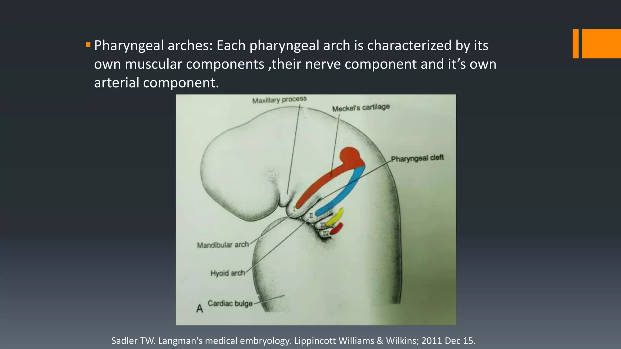 Pharyngeal arches: Each pharyngeal arch is characterized by its
own muscular components ,their nerve component and it’s own
arterial component.
Sadler TW. Langman's medical embryology. Lippincott Williams & Wilkins; 2011 Dec 15.
 