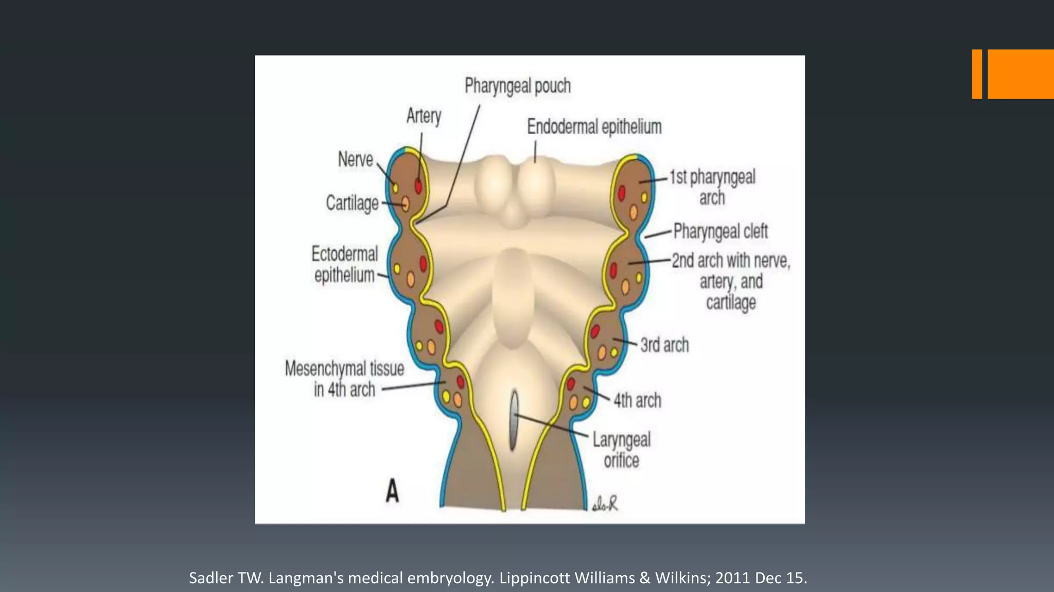 Sadler TW. Langman's medical embryology. Lippincott Williams & Wilkins; 2011 Dec 15.
 