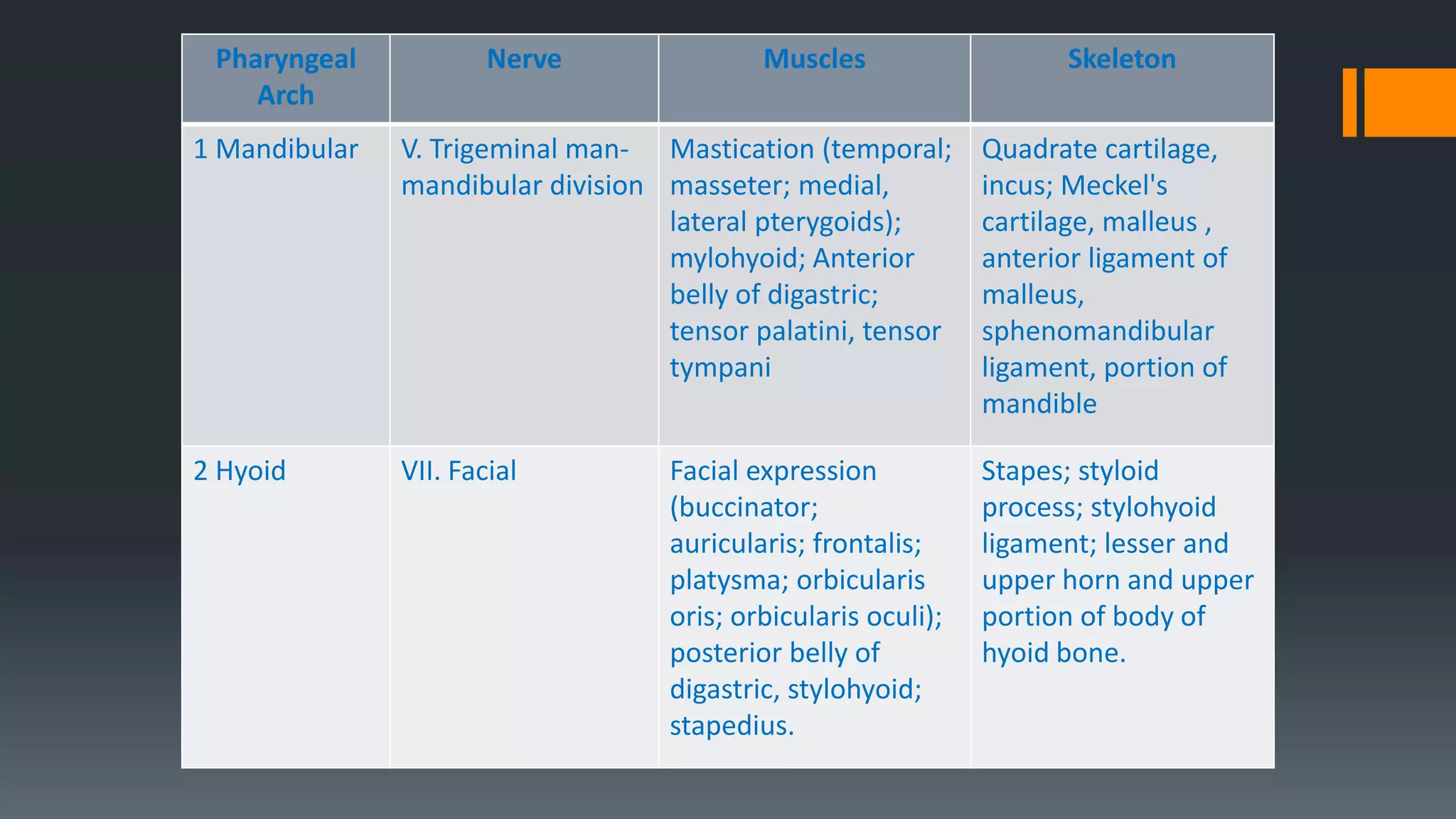 Pharyngeal
Arch
Nerve Muscles Skeleton
1 Mandibular V. Trigeminal man-
mandibular division
Mastication (temporal;
masseter; medial,
lateral pterygoids);
mylohyoid; Anterior
belly of digastric;
tensor palatini, tensor
tympani
Quadrate cartilage,
incus; Meckel's
cartilage, malleus ,
anterior ligament of
malleus,
sphenomandibular
ligament, portion of
mandible
2 Hyoid VII. Facial Facial expression
(buccinator;
auricularis; frontalis;
platysma; orbicularis
oris; orbicularis oculi);
posterior belly of
digastric, stylohyoid;
stapedius.
Stapes; styloid
process; stylohyoid
ligament; lesser and
upper horn and upper
portion of body of
hyoid bone.
 