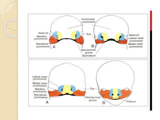 Development of face including nose ppt | PPTX