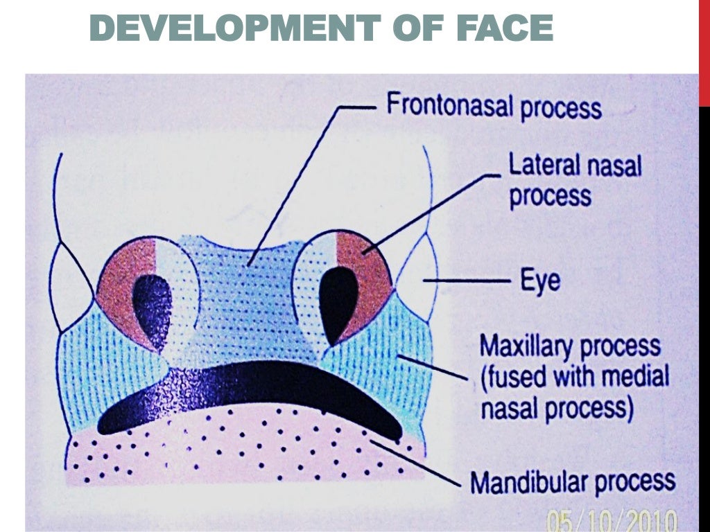 Development of face, nose, palate by dr. noura 2014