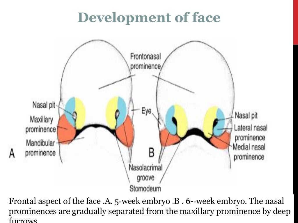 Development of face, nose, palate by dr. noura 2014