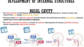 Development of Face, Palate and Nasal Cavity Part 1 By Dr. Rabia Inam ...