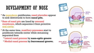 Development of Face, Palate and Nasal Cavity Part 1 By Dr. Rabia Inam ...