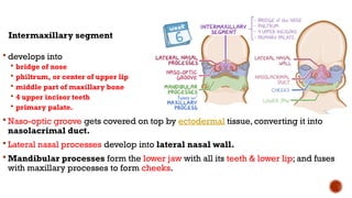 Development of Face, Palate and Nasal Cavity Part 1 By Dr. Rabia Inam ...