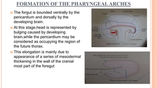 Development of face, paranasal sinus. | PPTX