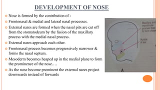 Development of face, paranasal sinus. | PPTX