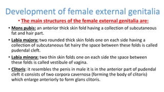 • The main structures of the female external genitalia are:
• Mons pubis: an anterior thick skin fold having a collection of subcutaneous
fat and hair part.
• Labia majora: two rounded thick skin folds one on each side having a
collection of subcutaneous fat hairy the space between these folds is called
pudendal cleft.
• Labia minora: two thin skin folds one on each side the space between
these folds is called vestibule of vagina.
• Clitoris: it resembles the penis in male it is in the anterior part of pudendal
cleft it consists of two corpora cavernosa (forming the body of clitoris)
which enlarge anteriorly to form glans clitoris.
Development of female external genitalia
 