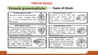 TYPES OF OVULES
 