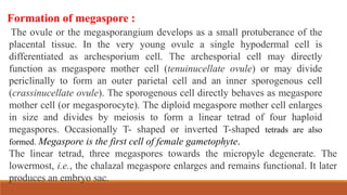 Formation of megaspore :
The ovule or the megasporangium develops as a small protuberance of the
placental tissue. In the very young ovule a single hypodermal cell is
differentiated as archesporium cell. The archesporial cell may directly
function as megaspore mother cell (tenuinucellate ovule) or may divide
periclinally to form an outer parietal cell and an inner sporogenous cell
(crassinucellate ovule). The sporogenous cell directly behaves as megaspore
mother cell (or megasporocyte). The diploid megaspore mother cell enlarges
in size and divides by meiosis to form a linear tetrad of four haploid
megaspores. Occasionally T- shaped or inverted T-shaped tetrads are also
formed. Megaspore is the first cell of female gametophyte.
The linear tetrad, three megaspores towards the micropyle degenerate. The
lowermost, i.e., the chalazal megaspore enlarges and remains functional. It later
produces an embryo sac.
 