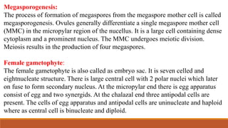Megasporogenesis:
The process of formation of megaspores from the megaspore mother cell is called
megasporogenesis. Ovules generally differentiate a single megaspore mother cell
(MMC) in the micropylar region of the nucellus. It is a large cell containing dense
cytoplasm and a prominent nucleus. The MMC undergoes meiotic division.
Meiosis results in the production of four megaspores.
Female gametophyte:
The female gametophyte is also called as embryo sac. It is seven celled and
eightnucleate structure. There is large central cell with 2 polar nuclei which later
on fuse to form secondary nucleus. At the micropylar end there is egg apparatus
consist of egg and two synergids. At the chalazal end three antipodal cells are
present. The cells of egg apparatus and antipodal cells are uninucleate and haploid
where as central cell is binucleate and diploid.
 