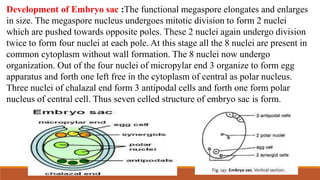 Development of Embryo sac :The functional megaspore elongates and enlarges
in size. The megaspore nucleus undergoes mitotic division to form 2 nuclei
which are pushed towards opposite poles. These 2 nuclei again undergo division
twice to form four nuclei at each pole. At this stage all the 8 nuclei are present in
common cytoplasm without wall formation. The 8 nuclei now undergo
organization. Out of the four nuclei of micropylar end 3 organize to form egg
apparatus and forth one left free in the cytoplasm of central as polar nucleus.
Three nuclei of chalazal end form 3 antipodal cells and forth one form polar
nucleus of central cell. Thus seven celled structure of embryo sac is form.
 