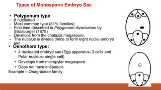 Types of Monosporic Embryo Sac
• Polygonum type
• 8 nucleated
• Most common type (81% families)
• First time described in Polygonum divaricatum by
Strasburger (1879)
• Develops from the chalazal megaspore.
• The nucelus is divides thrice to form eight nuclei embryo
sac
• Oenothera type:
• 4 nucleated embryo sac (Egg apparatus- 3 cells and
Polar nucleus- single cell)
• Develops from micropylar megaspore
• Does not have antipodals
Example – Onagraceae family
 