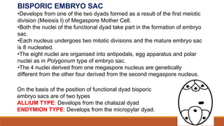 BISPORIC EMBRYO SAC
•Develops from one of the two dyads formed as a result of the first meiotic
division (Meiosis I) of Megaspore Mother Cell.
•Both the nuclei of the functional dyad take part in the formation of embryo
sac.
•Each nucleus undergoes two mitotic divisions and the mature embryo sac
is 8 nucleated.
•The eight nuclei are organised into antipodals, egg apparatus and polar
nuclei as in Polygonum type of embryo sac.
•The 4 nuclei derived from one megaspore nucleus are genetically
different from the other four derived from the second megaspore nucleus.
On the basis of the position of functional dyad bisporic
embryo sacs are of two types
ALLIUM TYPE: Develops from the chalazal dyad
ENDYMION TYPE: Develops from the micropylar dyad.
 