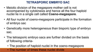 TETRASPORIC EMBRYO SAC
• Meiotic division of the megaspore mother cell is not
accompanied by cytokinesis and hence all the four haploid
nuclei lie in a single cell called Coeno-megaspore.
• All four nuclei of coeno-megaspore participate in the formation
of embryo sac
• Genetically more heterogeneous than bisporic type of embryo
sac.
• The tetrasporic embryo sacs are further divided on the basis
of following criteria-
• The position of haploid nuclei in the coeno-megaspore
• The number of times these nuclei divide
 