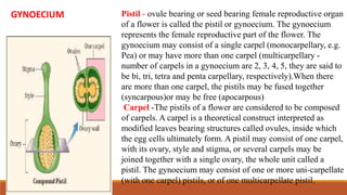 Pistil - ovule bearing or seed bearing female reproductive organ
of a flower is called the pistil or gynoecium. The gynoecium
represents the female reproductive part of the flower. The
gynoecium may consist of a single carpel (monocarpellary, e.g.
Pea) or may have more than one carpel (multicarpellary -
number of carpels in a gynoecium are 2, 3, 4, 5, they are said to
be bi, tri, tetra and penta carpellary, respectively).When there
are more than one carpel, the pistils may be fused together
(syncarpous)or may be free (apocarpous)
Carpel -The pistils of a flower are considered to be composed
of carpels. A carpel is a theoretical construct interpreted as
modified leaves bearing structures called ovules, inside which
the egg cells ultimately form. A pistil may consist of one carpel,
with its ovary, style and stigma, or several carpels may be
joined together with a single ovary, the whole unit called a
pistil. The gynoecium may consist of one or more uni-carpellate
(with one carpel) pistils, or of one multicarpellate pistil.
GYNOECIUM
 