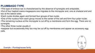 PLUMBAGO TYPE
•This type of embryo sac is characterized by the absence of synergids and antipodals.
•Out of four haploid coeno-megaspore one migrates to the micropylar end, one at chalazal end and
two at the lateral sides.
•Each nuclei divides again and formed four groups of two nuclei.
•One of the nucleus from each group moves to the center of the cell and form four polar nuclei.
•The remaining nucleus at the micropylar is cut off by a membrane and form the egg. There are no
synergids.
•The other three nuclei usually d
•isappear but occasionally they too may be cut off by membranes and appear as accessory egg
cells.
Example – Plumbaginaceae family
 