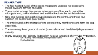 PENAEA TYPE
• The four haploid nuclei of the coeno-megaspore undergo two successive
mitotic divisions forming 16 nuclei.
• These nuclei arrange themselves in four groups of four each, one at the
micropylar end, one at chalazal end and one each on the two lateral sides.
• Now one nucleus from each groups migrates to the centre, and these four
nuclei in the centre form polar nuclei.
• The three nuclei at the micropylar end are cut off by membranes and form the egg
apparatus.
• The remaining three groups of nuclei (one chalazal and two lateral) degenerate at
maturity.
• Highly polyploid (5x) primary endosperm nucleus is formed after double fertilization.
• Ex.– Family Penaeaceae, Malpighiaceae and
Euphorbiaceae.
 