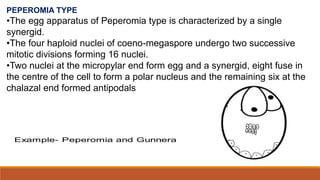 PEPEROMIA TYPE
•The egg apparatus of Peperomia type is characterized by a single
synergid.
•The four haploid nuclei of coeno-megaspore undergo two successive
mitotic divisions forming 16 nuclei.
•Two nuclei at the micropylar end form egg and a synergid, eight fuse in
the centre of the cell to form a polar nucleus and the remaining six at the
chalazal end formed antipodals
 