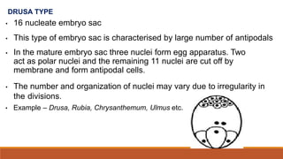DRUSA TYPE
• 16 nucleate embryo sac
• This type of embryo sac is characterised by large number of antipodals
• In the mature embryo sac three nuclei form egg apparatus. Two
act as polar nuclei and the remaining 11 nuclei are cut off by
membrane and form antipodal cells.
• The number and organization of nuclei may vary due to irregularity in
the divisions.
• Example – Drusa, Rubia, Chrysanthemum, Ulmus etc.
 