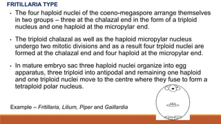FRITILLARIA TYPE
• The four haploid nuclei of the coeno-megaspore arrange themselves
in two groups – three at the chalazal end in the form of a triploid
nucleus and one haploid at the micropylar end.
• The triploid chalazal as well as the haploid micropylar nucleus
undergo two mitotic divisions and as a result four trploid nuclei are
formed at the chalazal end and four haploid at the micropylar end.
• In mature embryo sac three haploid nuclei organize into egg
apparatus, three triploid into antipodal and remaining one haploid
and one triploid nuclei move to the centre where they fuse to form a
tetraploid polar nucleus.
Example – Fritillaria, Lilium, Piper and Gaillardia
 