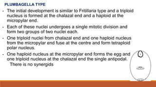 PLUMBAGELLA TYPE
• The initial development is similar to Fritillaria type and a triploid
nucleus is formed at the chalazal end and a haploid at the
micropylar end.
• Each of these nuclei undergoes a single mitotic division and
form two groups of two nuclei each.
• One triploid nuclei from chalazal end and one haploid nucleus
from the micropylar end fuse at the centre and form tetraploid
polar nucleus.
• One haploid nucleus at the micropylar end forms the egg and
one triploid nucleus at the chalazal end the single antipodal.
There is no synergids
 