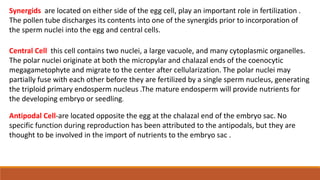 Synergids are located on either side of the egg cell, play an important role in fertilization .
The pollen tube discharges its contents into one of the synergids prior to incorporation of
the sperm nuclei into the egg and central cells.
Central Cell this cell contains two nuclei, a large vacuole, and many cytoplasmic organelles.
The polar nuclei originate at both the micropylar and chalazal ends of the coenocytic
megagametophyte and migrate to the center after cellularization. The polar nuclei may
partially fuse with each other before they are fertilized by a single sperm nucleus, generating
the triploid primary endosperm nucleus .The mature endosperm will provide nutrients for
the developing embryo or seedling.
Antipodal Cell-are located opposite the egg at the chalazal end of the embryo sac. No
specific function during reproduction has been attributed to the antipodals, but they are
thought to be involved in the import of nutrients to the embryo sac .
 