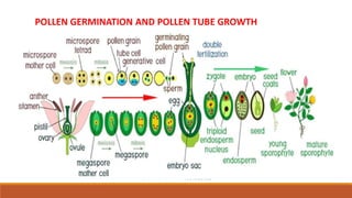 POLLEN GERMINATION AND POLLEN TUBE GROWTH
 