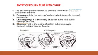 ENTRY OF POLLEN TUBE INTO OVULE
Mesogamy
 