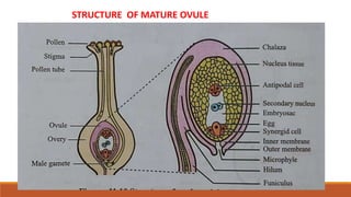 STRUCTURE OF MATURE OVULE
 