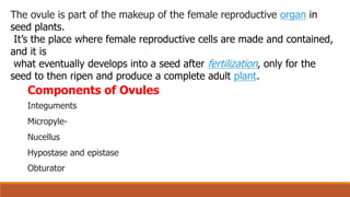 The ovule is part of the makeup of the female reproductive organ in
seed plants.
It’s the place where female reproductive cells are made and contained,
and it is
what eventually develops into a seed after fertilization, only for the
seed to then ripen and produce a complete adult plant.
Components of Ovules
Integuments
Micropyle-
Nucellus
Hypostase and epistase
Obturator
 