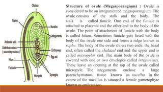 Structure of ovule (Megasporangium) : Ovule is
considered to be an integumented megasporangium. The
ovule consists of the stalk and the body. The
stalk is called funicle. One end of the funicle is
attached to placenta and the other end to the body of the
ovule. The point of attachment of funicle with the body
is called hilum. Sometimes funicle gets fused with the
body of the ovule one side and forms a ridge known as
raphe. The body of the ovule shows two ends: the basal
end, often called the chalazal end and the upper end is
called micropylar end. The main body of the ovule is
covered with one or two envelopes called integuments.
These leave an opening at the top of the ovule called
micropyle. The integuments enclose a large
parenchymatous tissue known as nucellus. In the
centre of the nucellus is situated a female gametophyte
known as embryo sac.
 