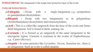 (i) Unitegmic : Ovule with a single integument, e.g., sympetalous
or gamopetalous dicotyledons.
(ii)Bitegmic : Ovule with two integuments as in polypetalous
(Archichlamydeae) dicotyledons and monocotyledons.
(iii)Aril : This is a collar-like outgrowth from the base of the ovule and forms
third integument. Aril is found in litchi, nutmeg, etc.
(iv)Caruncle : It is formed as an outgrowth of the outer integument in the
micropylar region. Caruncle is common in the ovules of Euphorbiaceae.
e.g., Castor (Ricinus).
(v)Ategmic : In some parasites like Loranthus, Viscum, Santalum etc., there is
no integument. Such an ovule is called ategmic.
INTEGUMENTS The integument is the tough outer protective layer of the ovule.
TYPES OF INTEGUMENTS
 