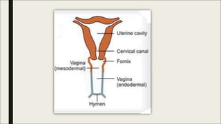 Development of female genital tract | PDF