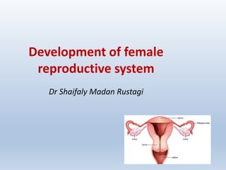 Development of female
reproductive system
Dr Shaifaly Madan Rustagi
 