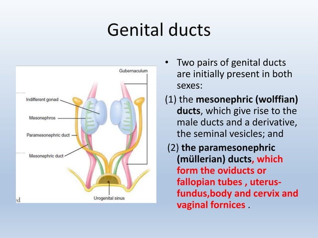 Development of female reproductive system | PPTX | Reproductive Health ...