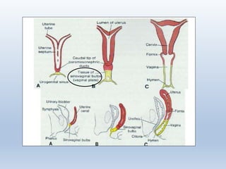 Development of female reproductive system | PPTX