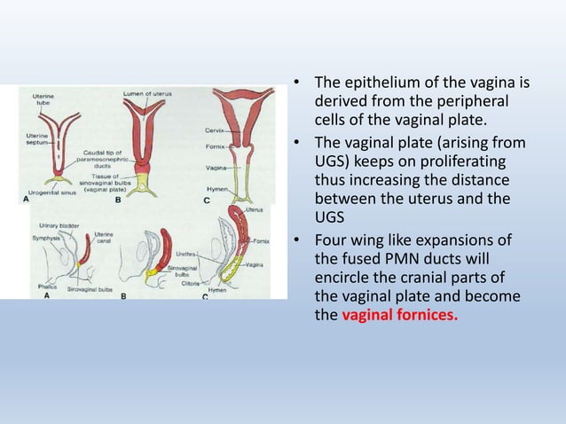 development-of-female-reproductive-system-pptx-reproductive-health