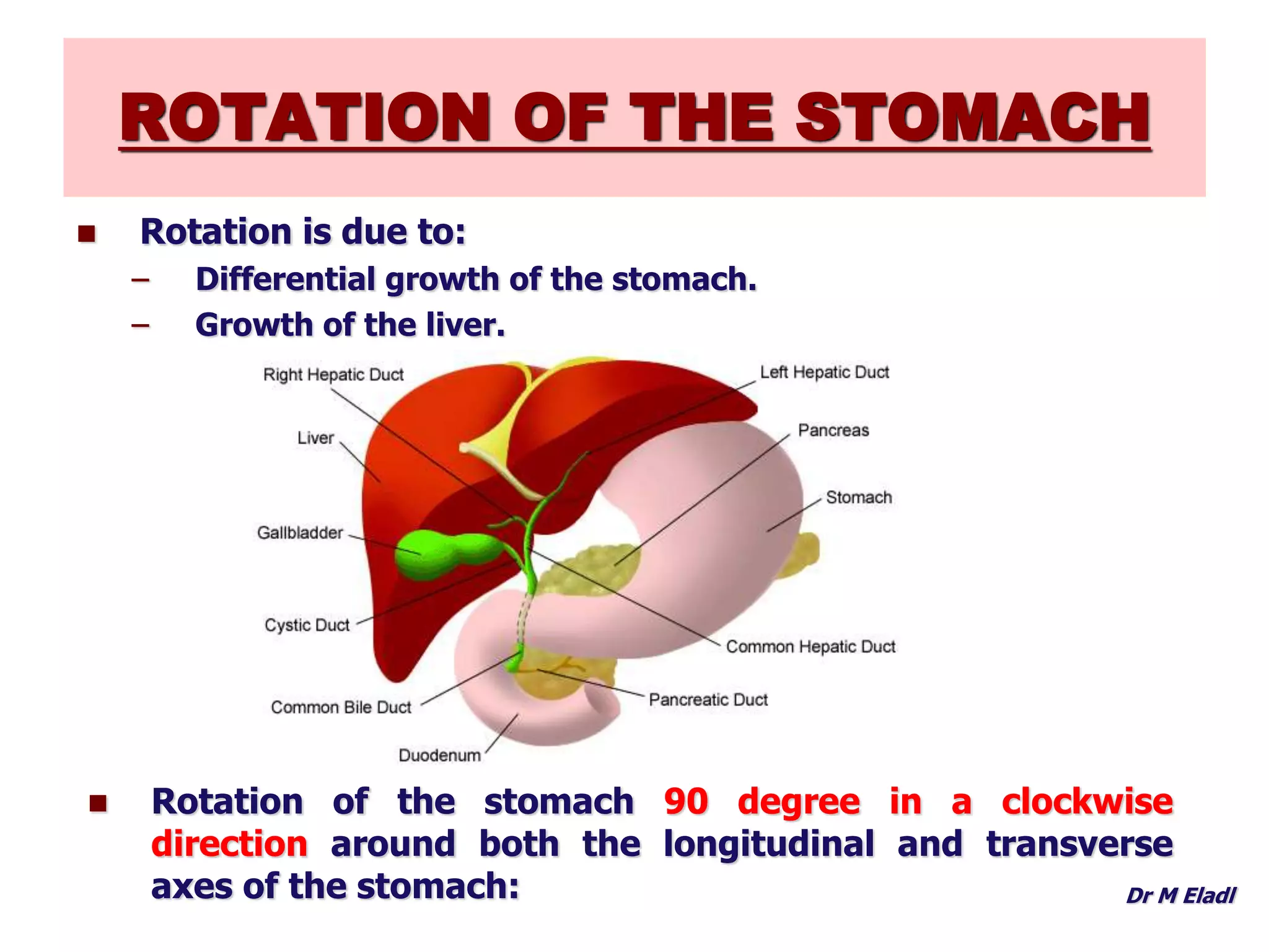 Development of foregut | PPTX
