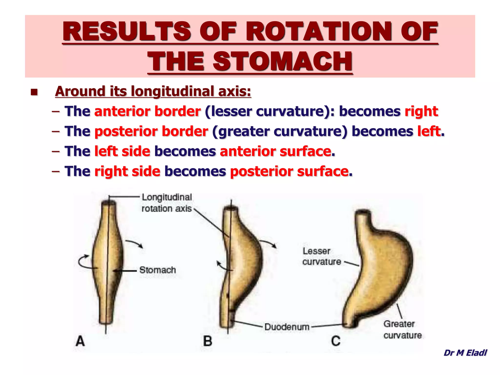 Development of foregut | PPTX