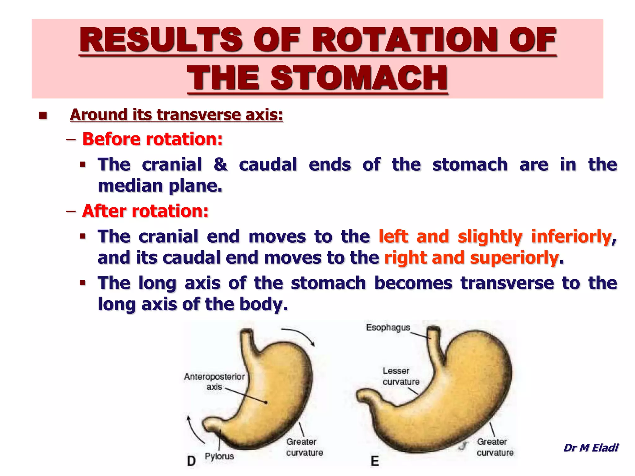 Development of foregut | PPTX