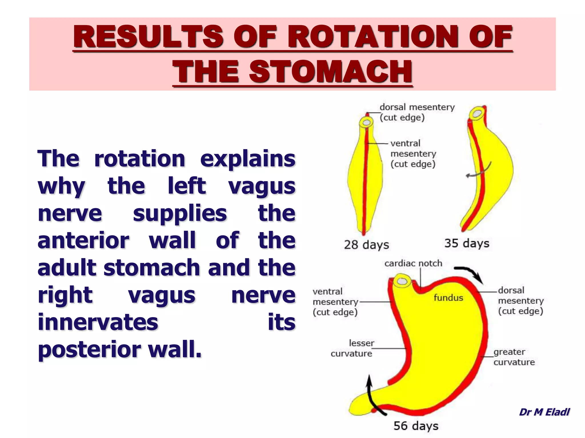 Development of foregut | PPTX